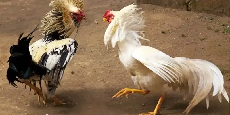 Đá gà C1 được yêu thích với nhiều lý do