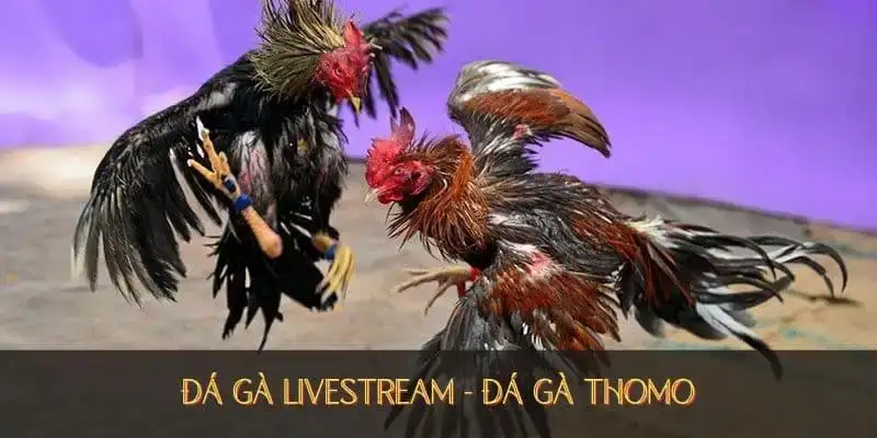Đá gà tại Thomo có tương lai mạnh mẽ