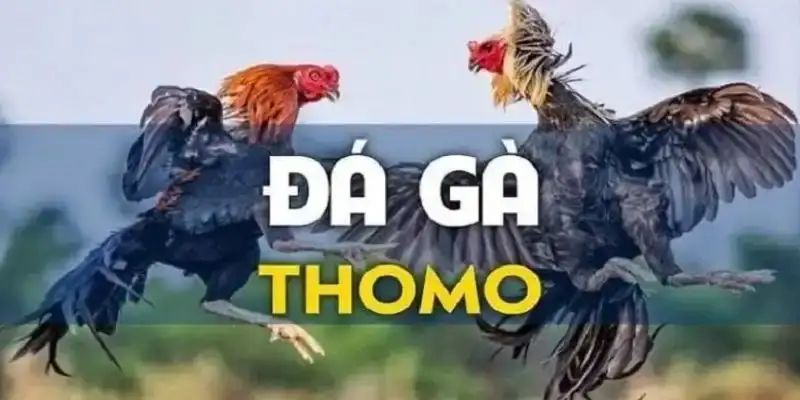 Nắm bắt kinh nghiệm chơi chọi gà Thomo cần thiết