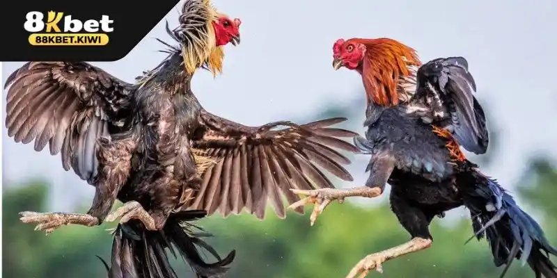 Cách tiếp cận để chơi đá gà thành công