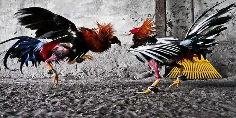 Có nhiều kênh giải trí đá gà online